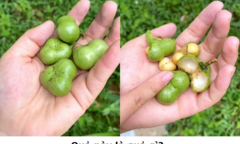 Người thành phố thường không biết đây là quả gì, còn bạn?
