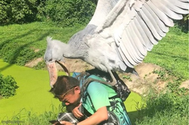 Hú hồn với những lần hội động vật 'phục kích' con người, trông vừa tội vừa hài