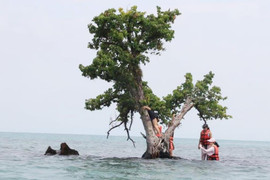 'Cây cô đơn' Thái Lan sắp chết vì khách du lịch mê check-in
