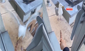 Chim dỗi bỏ ăn vì bị người trêu ghẹo