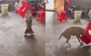 Kẹt đầu trong ghế nhựa, chú chó nhảy nhót điên cuồng