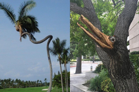 Những thân cây do Mẹ thiên nhiên tạo ra lúc bị 