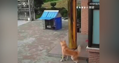 Chú chó bất lực nhìn ngôi nhà bị gió cuốn đi