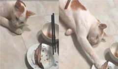 Mèo giả vờ ngủ để ăn vụng cá