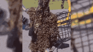 Video: Bầy ong làm tổ trên xe đạp trong 15 phút