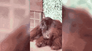 Video: Đười ươi hút thuốc trong Thảo cầm viên Sài Gòn