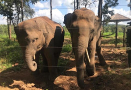 Gia Lai: Xuất hiện đàn voi rừng hoang dã ở huyện biên giới