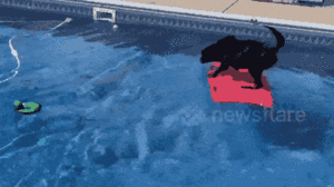 Video: Chó trình diễn kỹ năng lướt ván siêu đẳng trên bể bơi