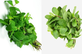 Phân biệt được hai loại rau này, bạn có thể thoát 'ế'