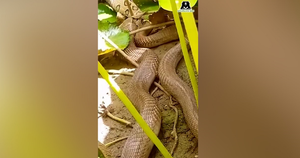 Bại trận sau cuộc tử chiến, rắn lục bị rắn hổ mang nuốt chửng