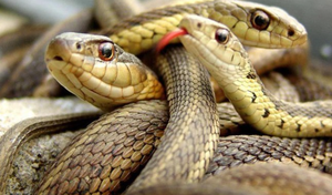 ‘Hòn đảo tử thần’ nơi hàng vạn con rắn độc ngự trị