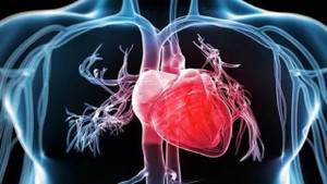 Tim đập quá nhanh hay quá chậm đều là dấu hiệu cảnh báo về căn bệnh cần khám sớm