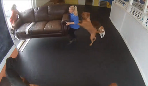 Chó giúp cô chủ khiêng ghế sofa ra ngoài