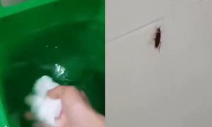 Cách bắt gián vừa 'thần thánh' vừa buồn cười