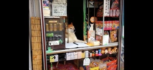 Chó bán hàng nhiệt tình khi vắng chủ