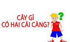 Đố vui: Cây gì có hai cái càng? 