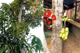 Cây xoài ‘sợ độ cao’ ra đầy trái ở vị trí bất ngờ khiến gia chủ một phen bối rối