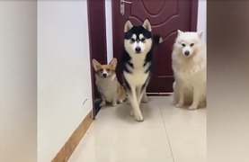 Màn catwalk 'lầy lội' khó nhịn cười của lũ cún