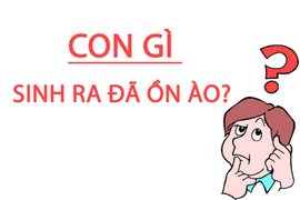 Đố vui: Con gì sinh ra đã ồn ào? 
