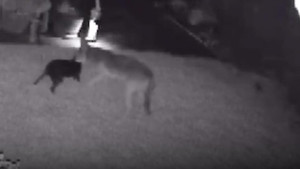 Video: Chó sói hung hãn tấn công chó nhà 