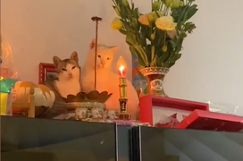 Gia chủ 10 phần bất lực với hội thú cưng chỉ đợi sơ hở là trèo lên bàn thờ nằm 