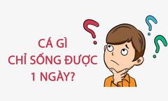 Cá gì chỉ sống được một ngày? 