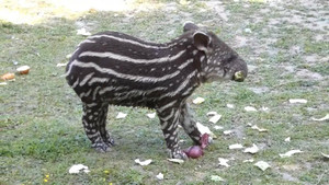 Video: Lợn vòi siêu quý hiếm chào đời tại vườn thú Vương quốc Anh