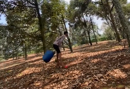 Màn hứng sầu riêng 'đi vào 'lòng đất'