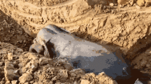 Video: Dùng máy xúc đào đường dẫn giải cứu voi