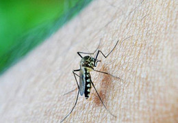 Phát điên vì tiếng muỗi vo ve, người đàn ông tự làm thủng màng nhĩ