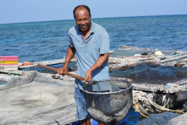 Chuyện lạ ở đảo Phú Quý: Cho cá... đi tắm