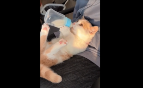 Mèo ôm bình sữa bú như em bé