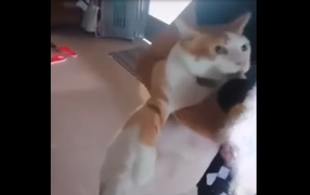 Mèo hát song ca cùng chủ chuẩn như ca sĩ