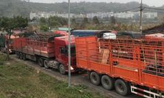 Trung Quốc thông báo tạm dừng xuất nhập khẩu qua cửa khẩu ở Lào Cai