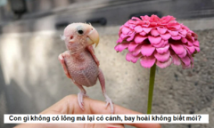 Con gì không có lông mà lại có cánh, bay hoài không biết mỏi?