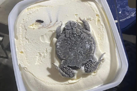 Hãi hùng hộp kem vị ‘ếch nguyên con’ và sự thật gây tranh cãi phía sau