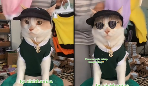 Mèo mặc đẹp, ngồi làm mẫu giúp chủ livestream bán quần áo