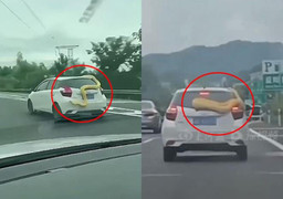 Khiếp đảm trăn vàng khổng lồ quấn quanh ô tô trên cao tốc