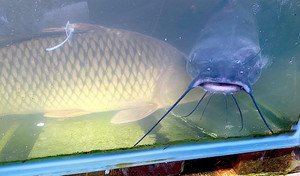 Cá rô, cá quả đội giá gấp đôi, người mua và người bán cùng 'méo mặt'