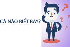 Cá nào biết bay? 