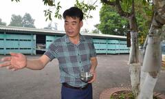 Chuyện kỳ lạ về đàn chim sẻ vài ngàn con chỉ đậu trên một cây ngọc lan