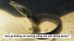 Con gì không có xương sống mà vẫn đứng được?