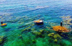 Ảnh: Lặn biển 'săn' rong mơ, bán đắt như tôm tươi