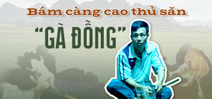 Bám càng cao thủ săn ‘gà đồng’