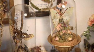 Video: Biến hoa khô, tiêu bản bướm thành khu vườn 'thần tiên'