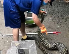 Mãng xà gặp họa vì quá tham ăn: Nuốt 9 con gà, lăn ra ngủ rồi bị bắt