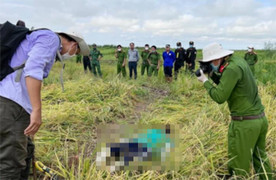 Giăng điện bẫy chuột ở ruộng lúa, gây chết người