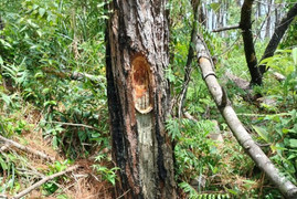 Cận cảnh hàng trăm cây thông ở Quảng Nam bị 'đầu độc' bằng hóa chất