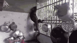 Video: Thằn lằn khổng lồ 'đột nhập' nhà dân ở Thái Lan