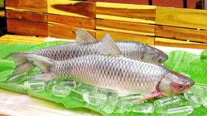 Bắc Kạn: 8 người ngộ độc nặng sau bữa tối, nghi do mật cá trắm